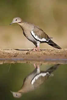 Ground Prints: White-winged Dove (Zenaida asiatica) adult on ground foraging for seeds, south Texas, USA