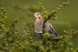 Images Dated 28th April 2016: White-winged Dove (Zenaida asiatica) perched in tree