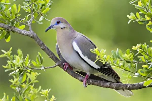 White-winged Dove (Zenaida asiatica) perched in tree