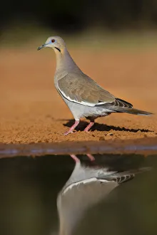Game Bird Prints: White-winged dove (Zenaida asiatica) by pond