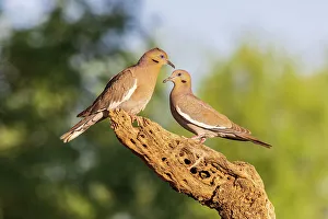 White-winged Doves, Pima County, Arizona