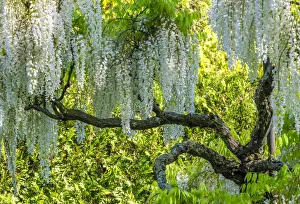 Pennsylvania Prints: White wisteria tree in blossom with a yellow flowering background