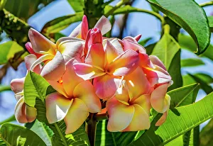 Shrub Prints: White yellow Pink frangipani plumeria, Waikiki, Honolulu, Hawaii