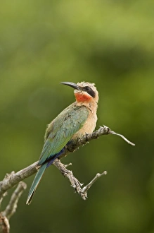Specie Prints: Whitefronted Bee-eater, Merops bullockoides, Imfolozi Game Reserve, South Africa