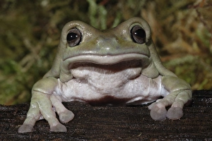 Images Dated 12th October 2007: Whites Dumpy Frog, Litoria caerulea, Captive