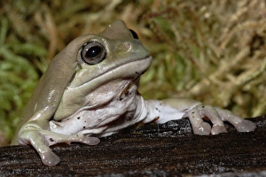 Images Dated 12th October 2007: Whites Dumpy Frog, Litoria caerulea (captive)