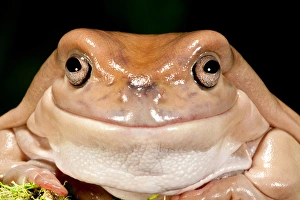 Anuran Prints: Whites Treefrog, Litoria caerulea, Native to Australia