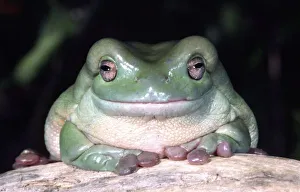 Whites Treefrog, Litoria caerulea, Native to Australia