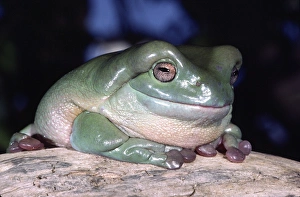 Anuran Prints: Whites Treefrog Litoria caerulea Native to Australia