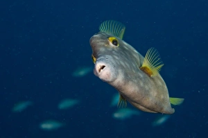 Netherlands Antilles Prints: Whitespotted Filefish (Cantherhines macrocerus), Bonaire, Netherlands Antilles, Caribbean
