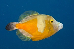 Netherlands Antilles Prints: Whitespotted Filefish Orange Phase