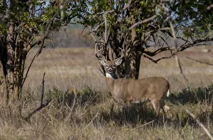 Images Dated 2022: Whitetail deer