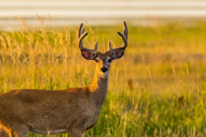 Mission Valley Prints: Whitetail deer buck in velvet antlers at Ninepipe WMA near Ronan, Montana, USA