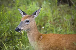 Whitetail deer (doe), Odocoileus virginianus, in Pittsburgh, New Hampshire. Connecticut