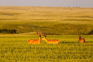 Images Dated 6th July 2012: Whitetail deer in wheat field near Glasgow, Montana, USA