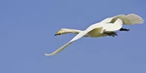 Whooper Swan in flight near Latrabjerg, Iceland