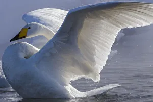 Swan Prints: Whooper swan, Hokkaido Island, Japan