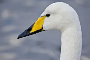 Images Dated 14th June 2007: Whooper Swan at a pond in Reykjavik, Iceland