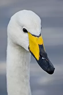 Images Dated 14th June 2007: Whooper Swan at a pond in Reykjavik, Iceland