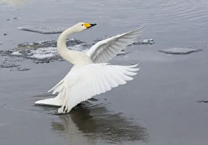 Images Dated 23rd February 2016: Whooper swans flapping wings on frozen Lake Kussharo, Hokkaido