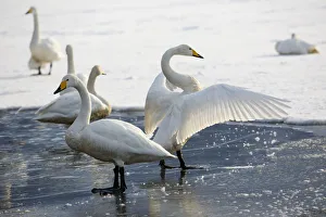 Images Dated 23rd February 2016: Whooper swans flapping wings on frozen Lake Kussharo, Hokkaido