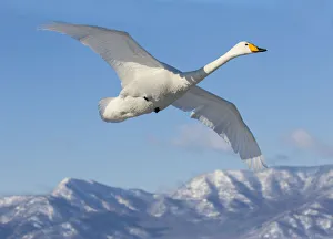 Images Dated 24th February 2016: Whooper swans flying on frozen Lake Kussharo, Hokkaido