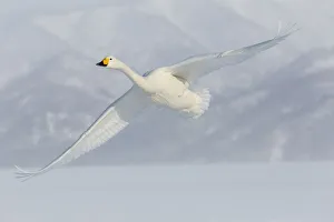Whooper swans flying on frozen Lake Kussharo, Hokkaido
