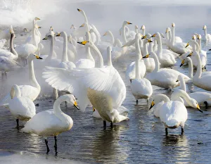 Images Dated 24th February 2016: Whooper swans on frozen Lake Kussharo, Hokkaido