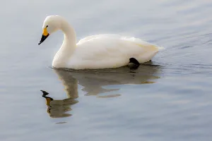 Images Dated 23rd February 2016: Whooper swans on frozen Lake Kussharo, Hokkaido