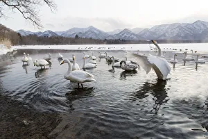 Images Dated 23rd February 2016: Whooper swans on frozen Lake Kussharo, Hokkaido