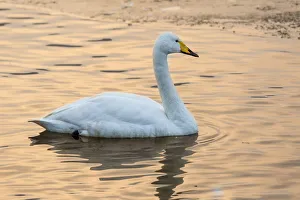 Images Dated 23rd February 2016: Whooper swans on frozen Lake Kussharo, Hokkaido
