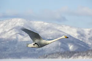 Whooper swans on frozen Lake Kussharo, Hokkaido