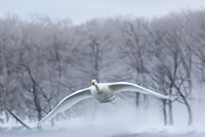 Images Dated 25th February 2016: Whooper swans on frozen Lake Kussharo, Hokkaido