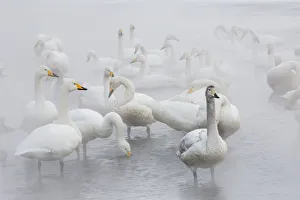 Images Dated 25th February 2016: Whooper swans on frozen Lake Kussharo, Hokkaido