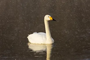 Images Dated 25th February 2016: Whooper swans on frozen Lake Kussharo, Hokkaido
