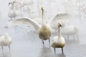 Images Dated 25th February 2016: Whooper swans on frozen Lake Kussharo, Hokkaido