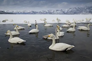 Images Dated 23rd February 2016: Whooper swans on frozen Lake Kussharo, Hokkaido
