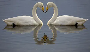 Images Dated 23rd February 2016: Whooper swans bill to bill on frozen Lake Kussharo, Hokkaido