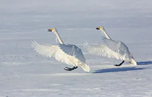 Whooper swans on frozen Lake Kussharo, Hokkaido