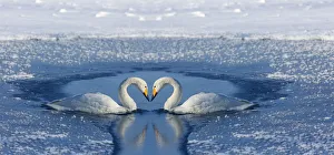 Images Dated 25th February 2016: Whooper swans bill to bill on frozen Lake Kussharo, Hokkaido