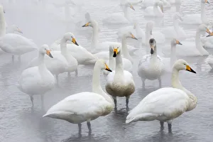 Images Dated 25th February 2016: Whooper swans on frozen Lake Kussharo, Hokkaido