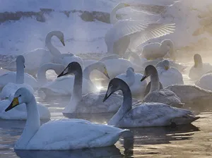 Images Dated 26th February 2013: Whooper swans, Hokkaido Island, Japan