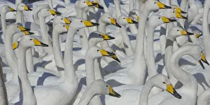 Animals Prints: Whooper swans, Hokkaido Island, Japan