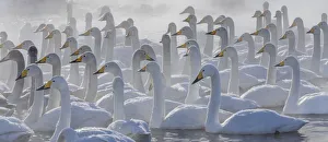 Animals Prints: Whooper swans, Hokkaido, Japan