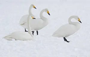 Tsurui Mura Prints: Whooper Swans in Hokkaido, Japan