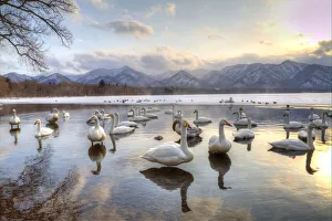 Swan Prints: Whooper Swans in Lake Kussharo, Hokkaido, Japan