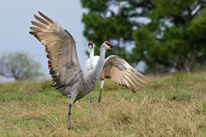Aransas County Prints: Whooping crane chasing Sandhill crane, Texas coast