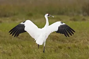 Images Dated 16th January 2008: whooping crane (Grus americana) adult at Aransas National Wildlife Refuge, Texas
