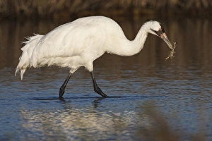 Images Dated 14th January 2009: Whooping Crane (Grus americana) wintering at Aransas National Wildlife Refuge, Texas