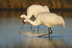 Whooping Crane (Grus americana) wintering at Aransas National Wildlife Refuge, Texas